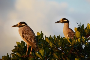 Yellow-crowned Night Herons in Mangroves by Kaia Thomson